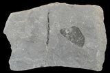 Pennsylvanian Fossil Fern (Macroneuropteris) Plate - Kentucky #181359-1